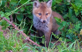 4-20-2026-Wildtiere_WEB