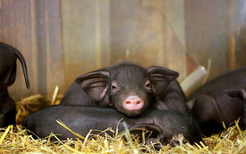 4-24-2026-Ferkeleien_Ferkel-1_WEB