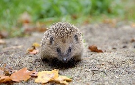Igel-WAS-GDIMG_4692