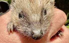 4-32-26-Igel WEBJPG