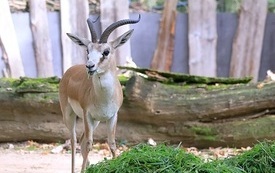 Gazellenbock-GDWEBIMG_4691