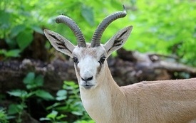 Gazellenbock-GDIMGWEB_4725
