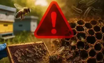 Potwierdzono ognisko zgnilca amerykańskiego pszczół