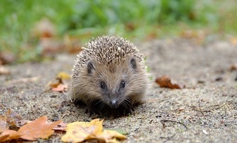 Klinika dla Dzikich i Rannych Zwierząt w Zoo Görlitz-Zgorzelec informuje, kiedy te kolczaste stworzenia naprawdę potrzebują pomocy