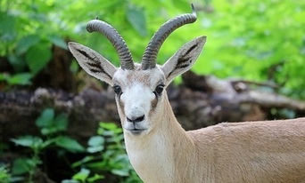 Wymiana gazeli perskich w Zoo Görlitz-Zgorzelec wzmacnia różnorodność genetyczną