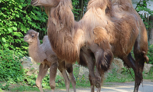 Niezwykłe narodziny w Naszym Zoo! Odwiedź małego wielbłąda w Boże Ciało od 9:00 