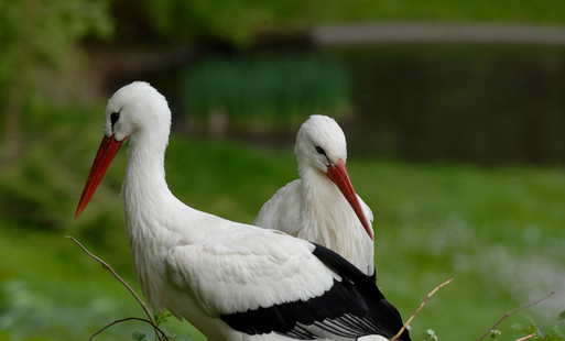 Zdjęcie do Ponowne otwarcie bocianiej wystawy oraz konkurs plastyczny w Zoo G&ouml;rlitz