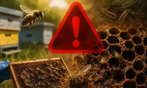 Potwierdzono ognisko zgnilca amerykańskiego pszczół