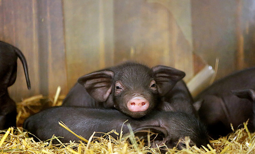 Radosne potomstwo w Naszym ZOO Görlitz-Zgorzelec: na świat przyszły prosięta tybetańskie i husumskie