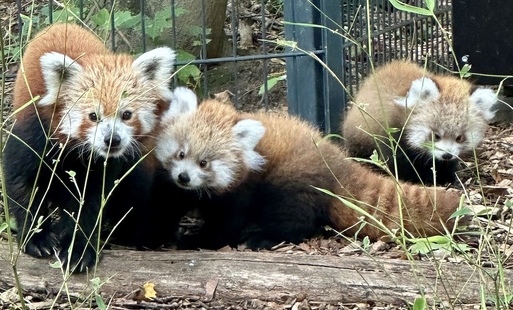 Nagła i niespodziewana śmierć sześcioletniej pandy w Zoo Görlitz-Zgorzelec