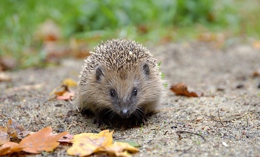 Klinika dla Dzikich i Rannych Zwierząt w Zoo Görlitz-Zgorzelec informuje, kiedy te kolczaste stworzenia naprawdę potrzebują pomocy