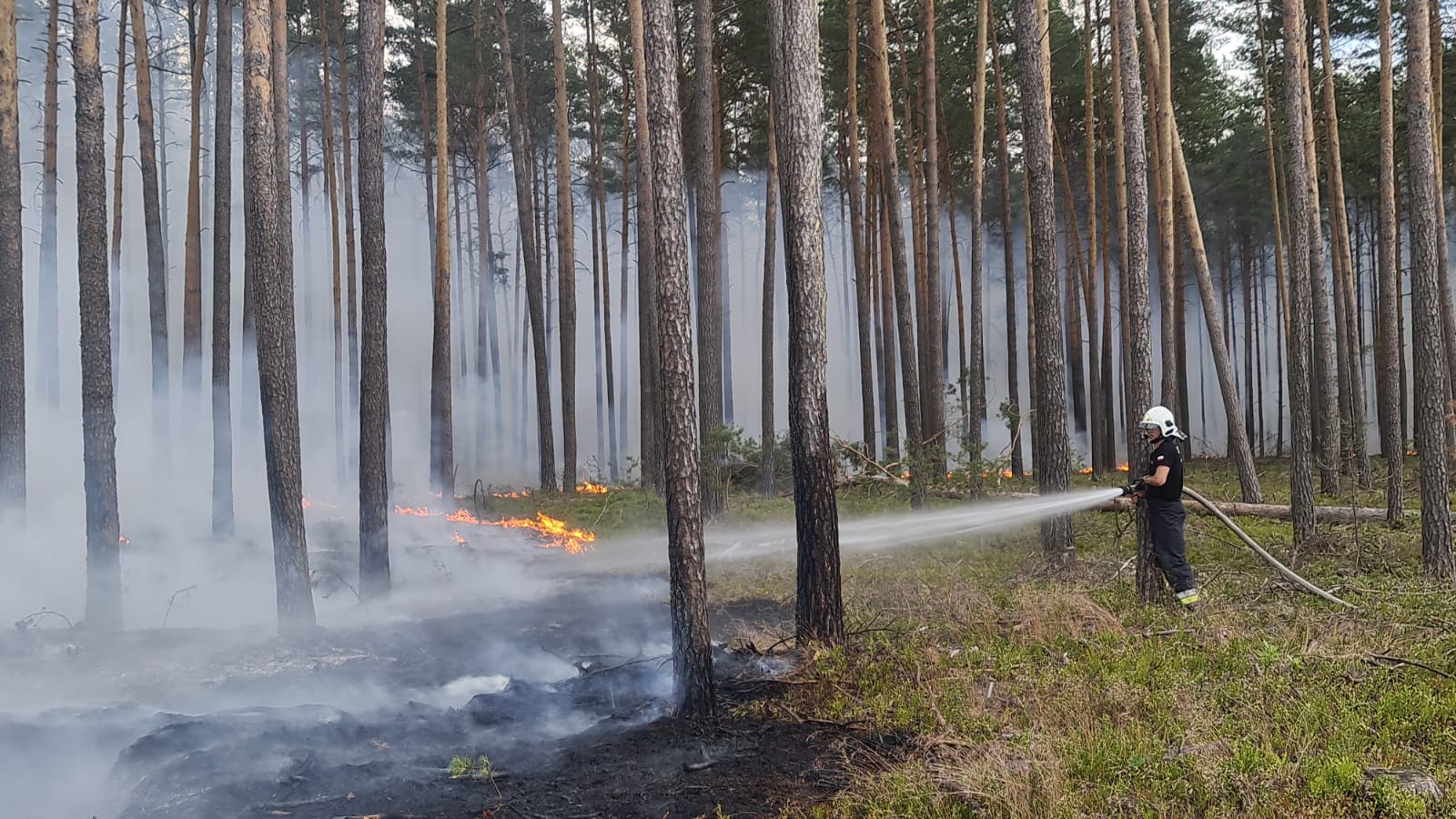 Pożar kompleksu leśnego Bory Dolnośląskie